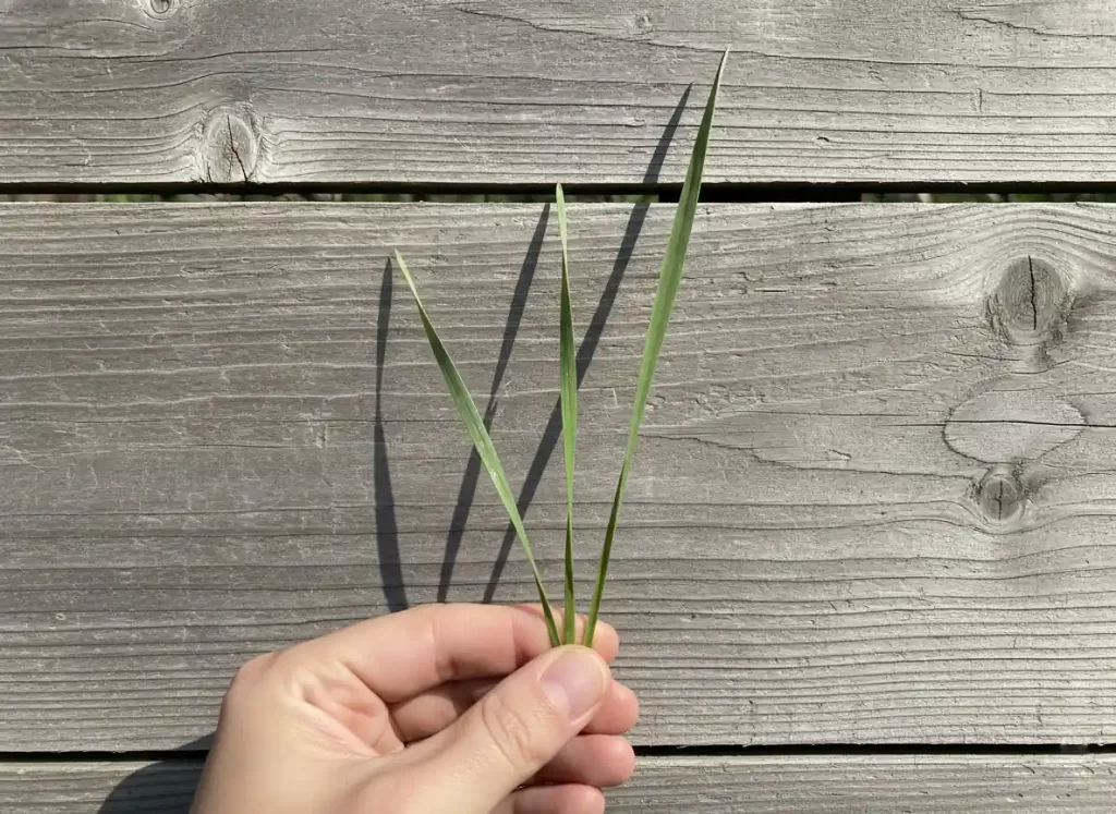 Grass blades showing proper one third cutting height progression for spring lawn mowing