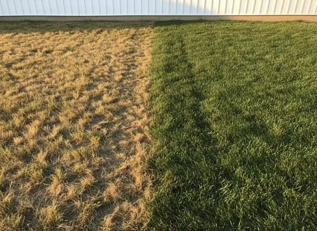 Before and after comparison of lawn treated with compost showing improved grass thickness and green color